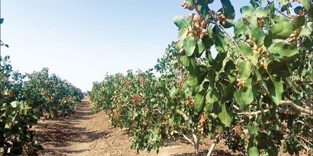 پسته کاران خراسان رضوی مراقب این ماده سمی باشند