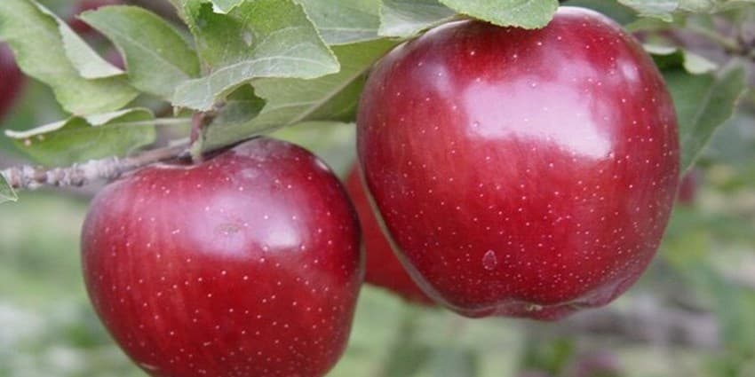 خوراکی‌های مقوي پاییزي را بشناسيد