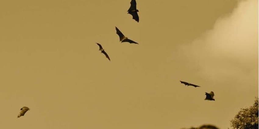خفاش‌ها بزرگترین تهدید هاری