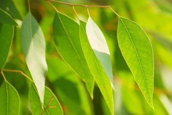 اکالیپتوس؛ درختی با خواص درمانی شگفتانگیز