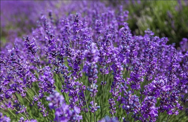 نسخه ای گیاهی برای کاهش التهابات روحی و روانی