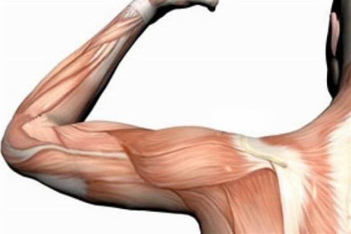 چرا ماهیچههای بدن انسان آب میشوند؟