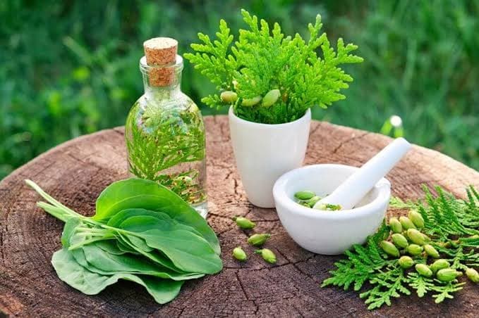 گیاهان دارویی؛ مفید، اما با مصرف آگاهانه+ اینفوگرافیک