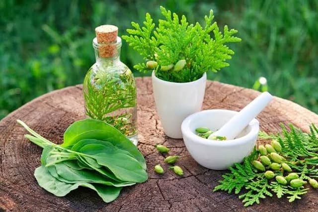 گیاهان دارویی؛ مفید، اما با مصرف آگاهانه+ اینفوگرافیک