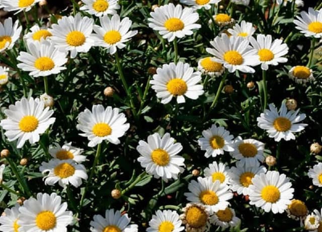 خواص بابونه در طب سنتی؛ گیاهی آرامبخش برای بدن و ذهن