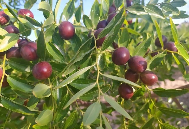 عناب؛ میوه دارویی شرق ایران در فصل برداشت
