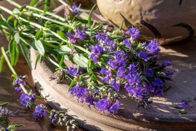 «زوفا»؛ گیاهی از طب سنتی ایران که در پژوهشهای جدید بررسی شد