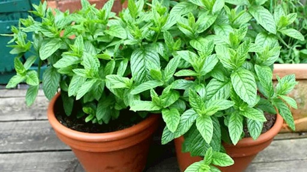 ترکیبات روغن نعناع دشتی تحت تأثیر شرایط اقلیمی تغییر میکند