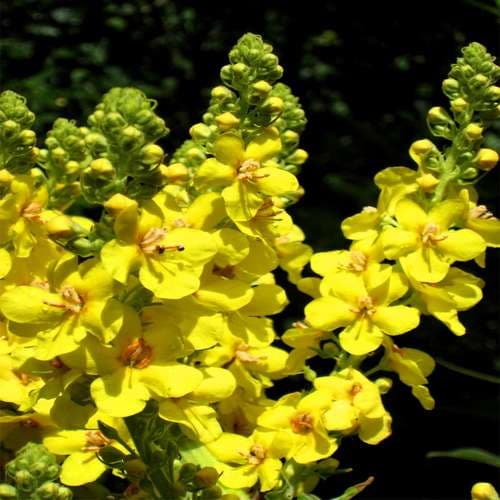 گل ماهور؛ گیاهی دارویی که تنوع ترکیبات آن مورد بررسی پژوهشگران قرار گرفت