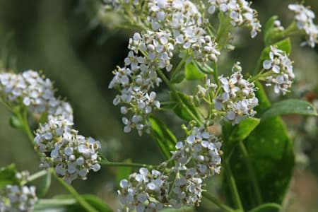 حماض؛ گیاهی دارویی که در طب سنتی برای مشکلات مفصلی مورد توجه است
