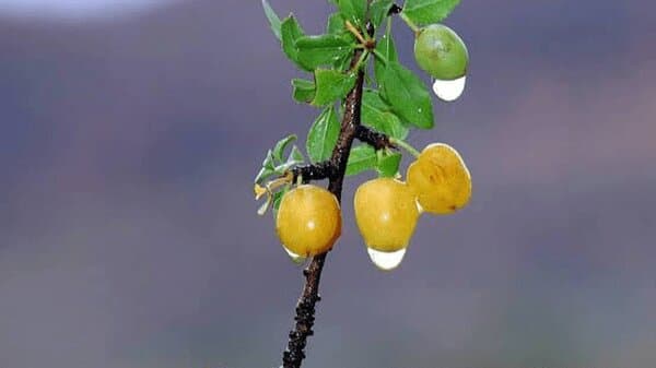 بلالوک؛ یاقوت سرخ زاگرس با پیشینه در طب سنتی