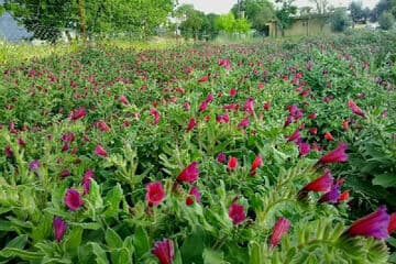 هزار گونه گیاهی همدان؛ ظرفیتی برای توسعه گیاهان دارویی