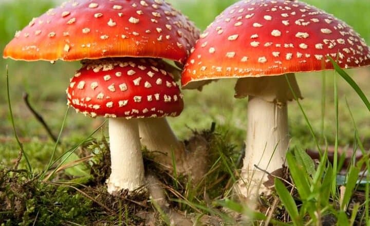 هشدار پژوهشگران درباره سموم قارچی در گوشتهای گیاهی