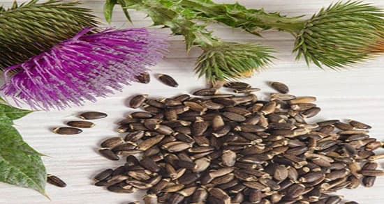 خار مریم واقعا کبد چرب را درمان می کند؟ / موثرترین روش برای کبد چرب