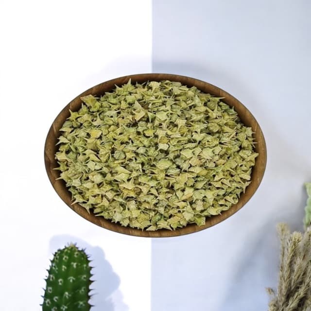 خارخاسک؛ گیاهی دارویی با سابقه طولانی در طب سنتی