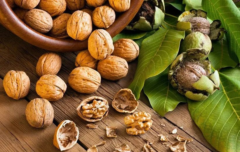 گردو؛ یک خوراکی ساده برای تقویت سلامت قلب