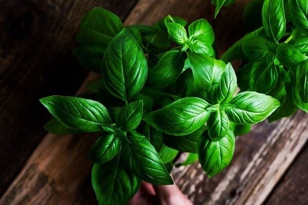 خواص و فواید گیاه ریحان از دیدگاه طب سنتی