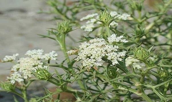 خوشاریزه؛ گیاه دارویی کوهستانهای غرب ایران زیر ذرهبین طب سنتی