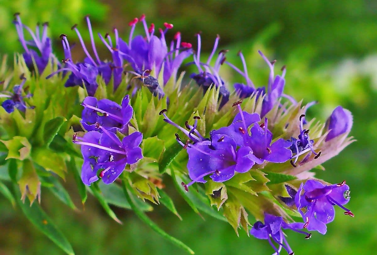 خواص درمانی گیاه زوفا