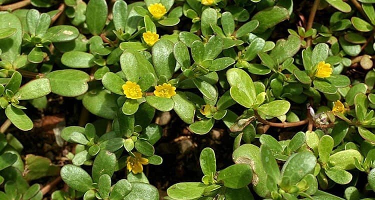 خرفه؛ گیاهی آشنا با کاربردهای متنوع در طب سنتی