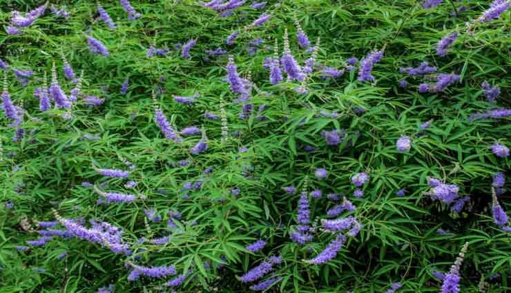 بررسی خواص ضدالتهابی گیاه پنجانگشت در یک پژوهش جدید