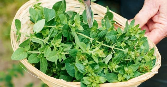 گیاه دارویی آرجونا برای کنترل فشار خون بررسی شد
