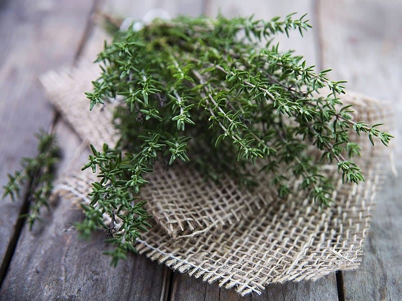 اثر یک گیاه دارویی سنتی بر فشار خون بررسی شد