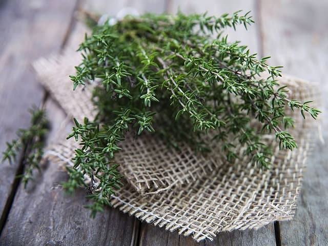اثر یک گیاه دارویی سنتی بر فشار خون بررسی شد