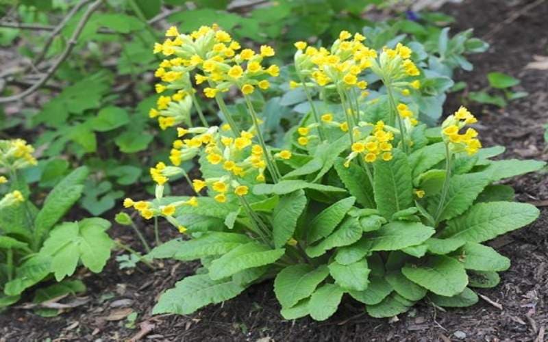 بررسی اثر یک گیاه دارویی در بهبود علائم عفونتهای تنفسی