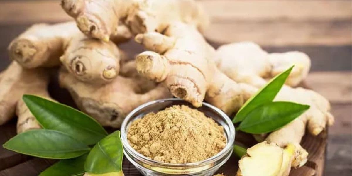 زنجبیل؛ از ادویه آشپزخانه تا داروی تأییدشده علمی — مروری بر تازهترین یافتهها درباره درد مفاصل، قند خون و تهوع