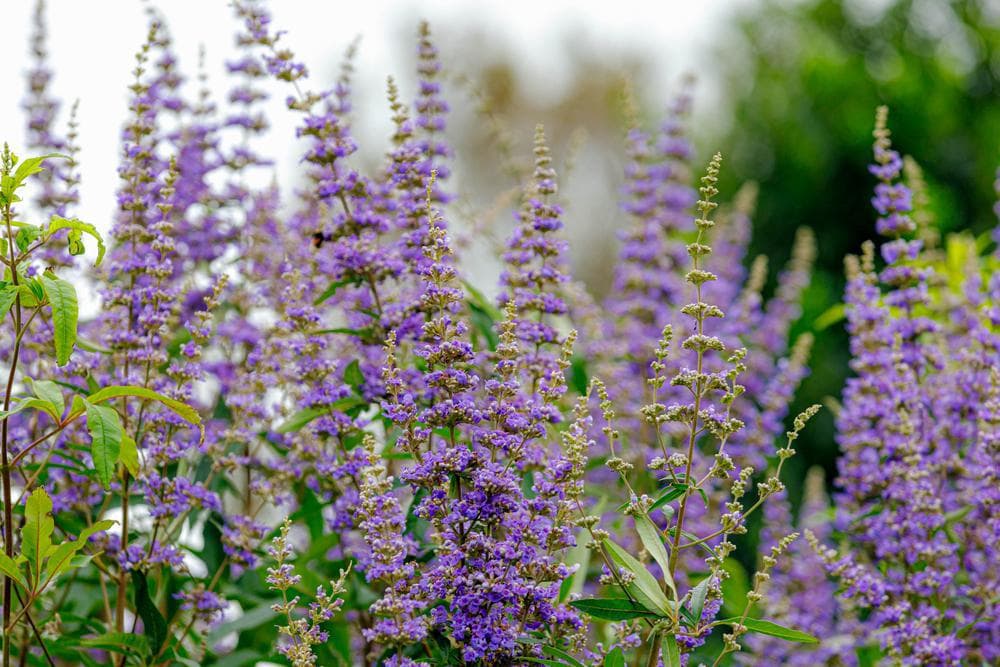 پژوهش های تازه از خواص پنج انگشت برای سلامت زنان می گویند