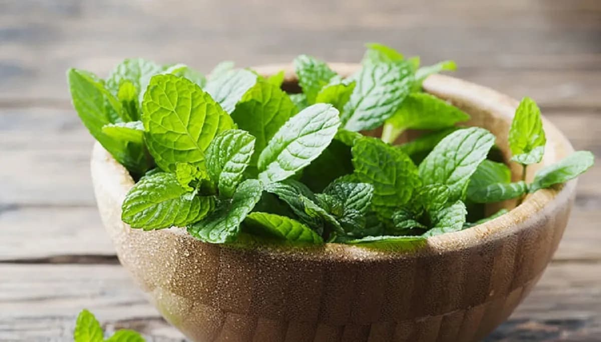 نعنا، گیاهی موثر برای سلامت گوارش و تسکین تنفس