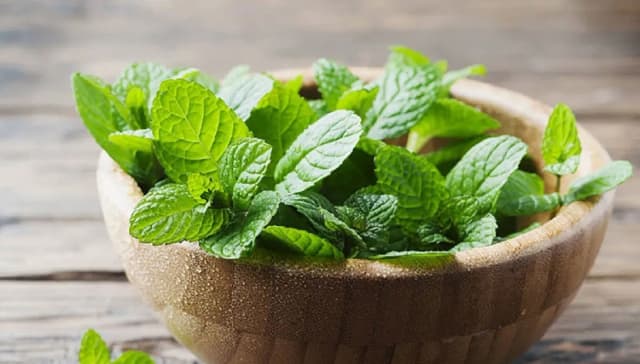 نعنا، گیاهی موثر برای سلامت گوارش و تسکین تنفس