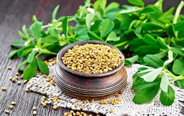 شنبلیله و کنترل قند خون؛ متاآنالیزهای تازه از نقش آن در کاهش هموگلوبین A1c و بهبود چربی خون می گویند