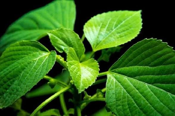 پژوهش تازه، ظرفیت گیاه دارویی سنتی تایلند برای کاهش التهاب دهان در بیماران سرطانی را بررسی کرد