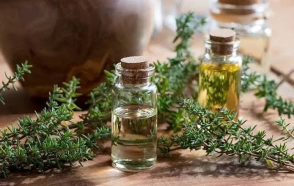 آویشن؛ گیاهی پرکاربرد در طب سنتی برای تسکین برخی ناراحتیهای تنفسی