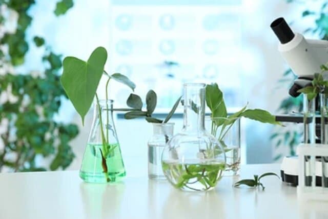 پژوهش جدید؛ تأکید بر ضرورت بررسی علمی گیاهان دارویی و کاربردهای درمانی آنها