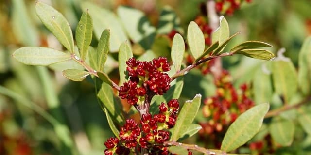 گیاهی که التهاب روده و یبوست را درمان میکند