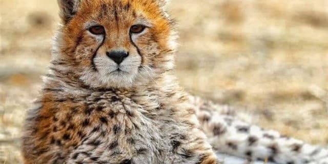 عمر "پیروز" به یک سال قد نداد