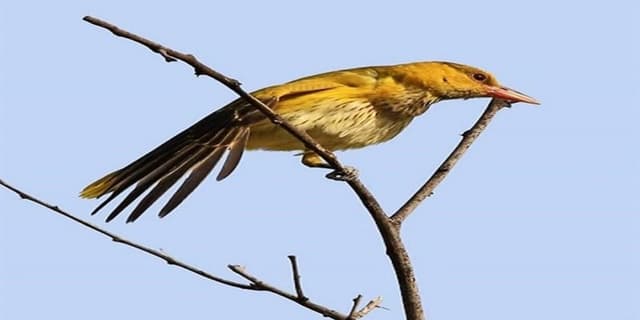 "پری شاهرخ چینی" در ایران!