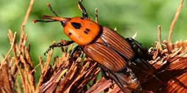 ورود کارشناسان فائو به کرمان برای بررسی راه مقابله با سوسک سرخرطومی