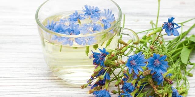 با خواص گیاه کاسنی در سلامت و زیبایی، آشنا شویم
