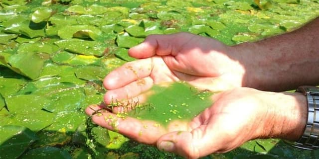 درمان بیماری دیابت و کبد چرب با جلبکها