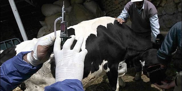 آغاز فاز سراسری واکسیناسیون علیه تب برفکی در ۱۷ استان کشور
