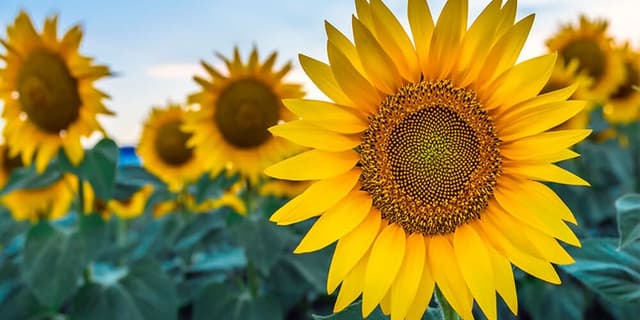 خاصیت برگ های آفتابگردان برای درمان این بیماری ها