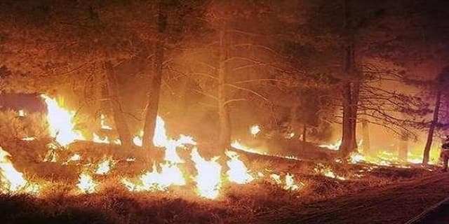 ارتباط عجيب آتشسوزیهای جنگلی و خطر افزایش زوال عقل