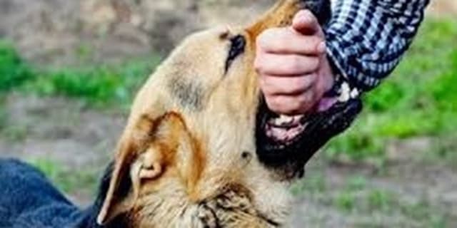 در صورت حیوان گزیدگی بلافاصله به مراکز بهداشت مراجعه کنید