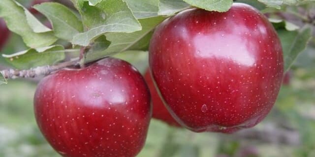 خوراکیهای مقوي پاییزي را بشناسيد