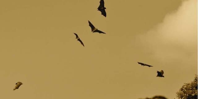خفاشها بزرگترین تهدید هاری
